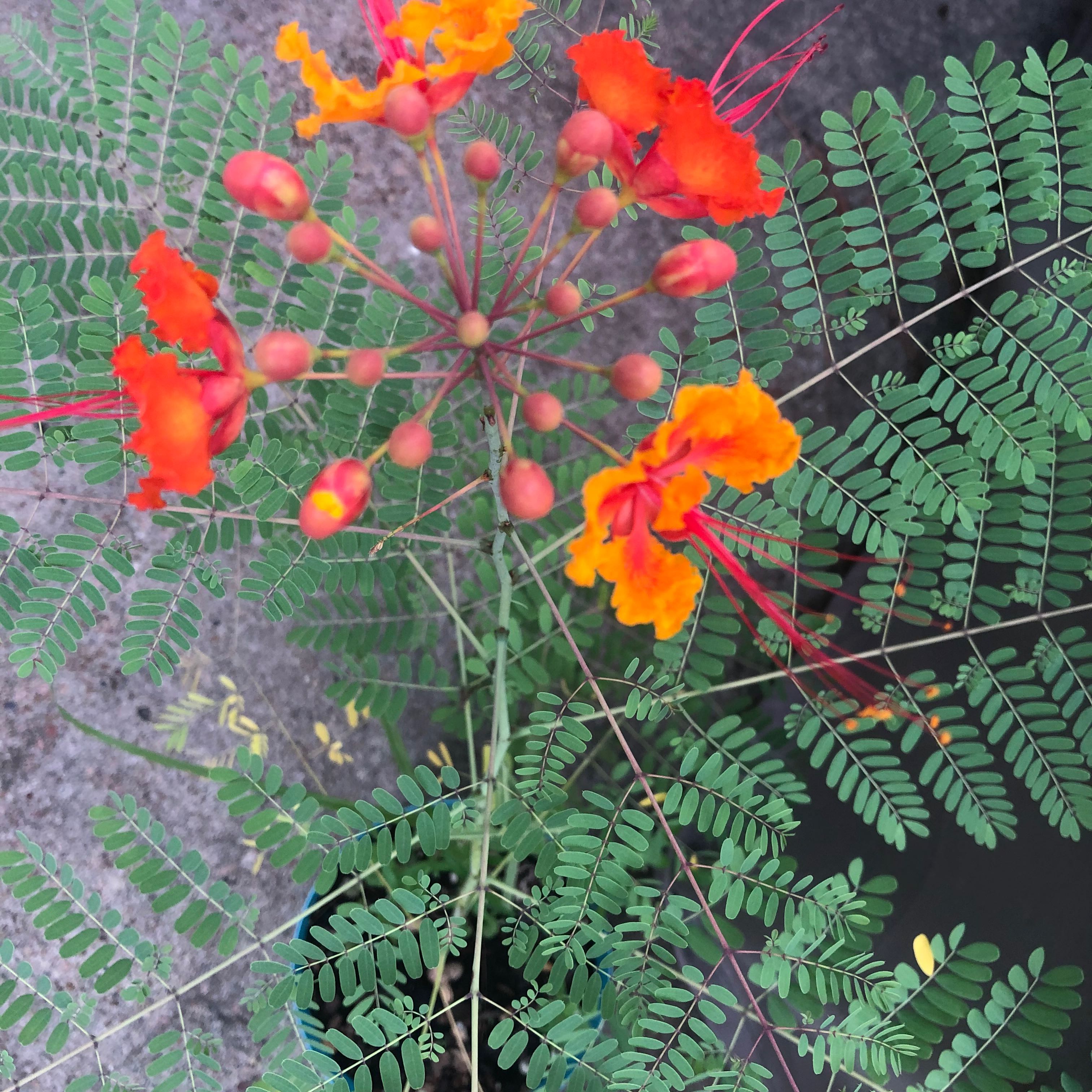 Dwarf Poinciana plant with vibrant orange and red flowers and healthy green leaves.