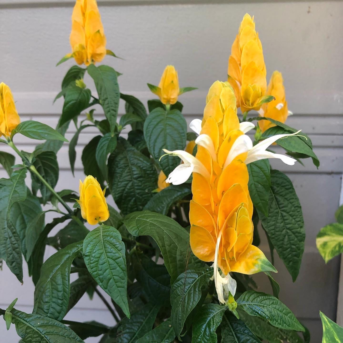 Lollipop Plant with vibrant yellow flower spikes and healthy green leaves.