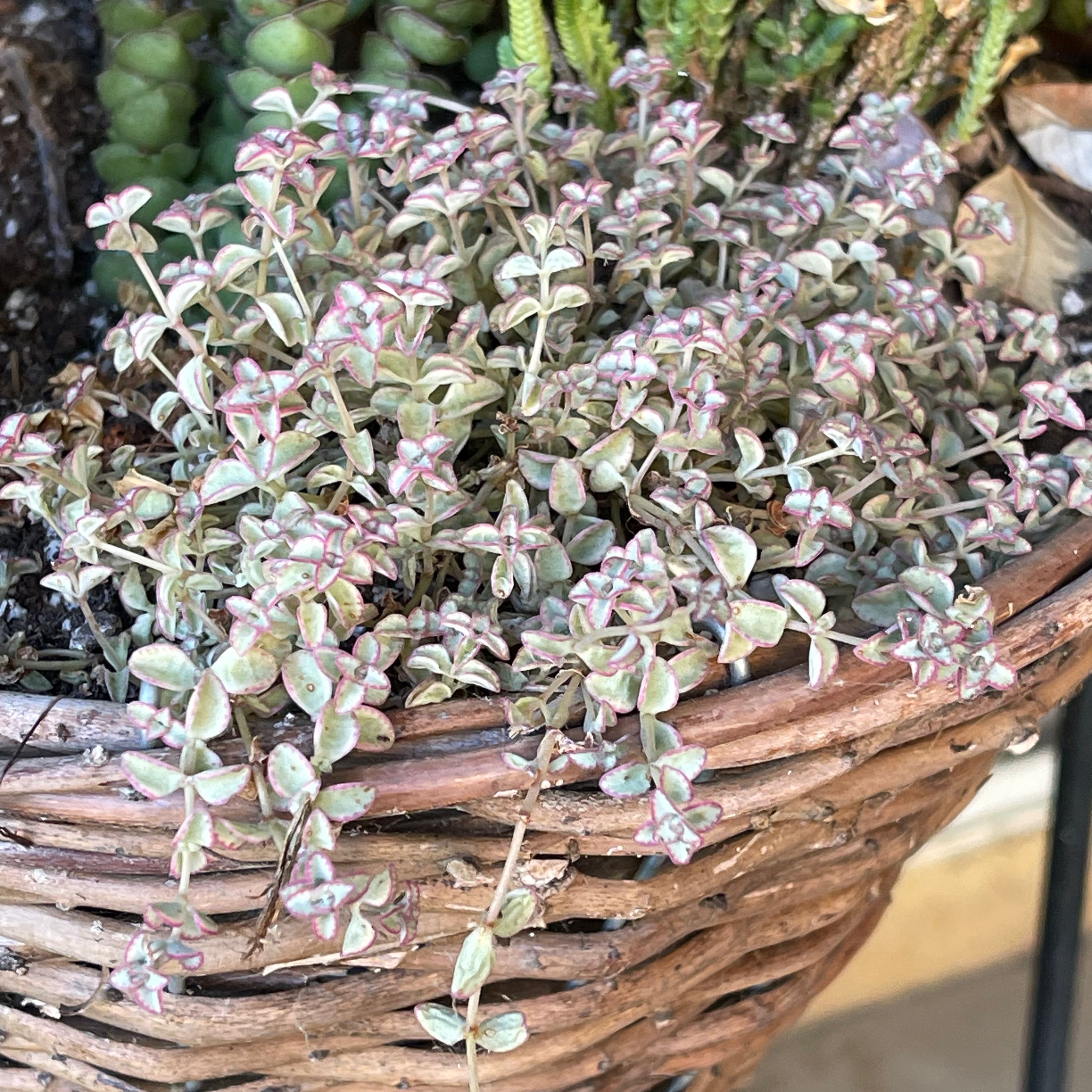 Photo of the plant species mini kitty jade by @Southpaw named Sherlock on Greg, the plant care app