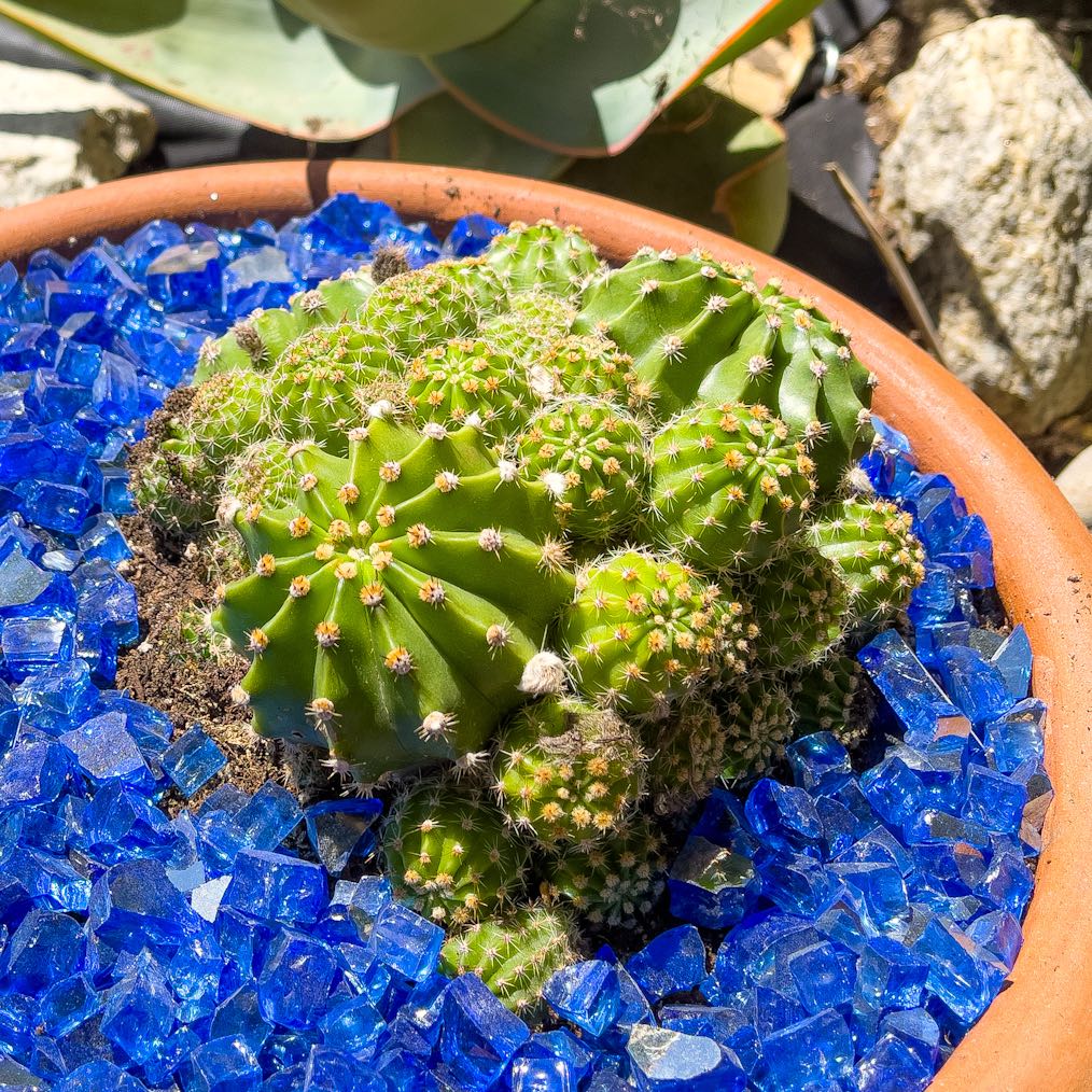 Potted Easter Lily Cactus surrounded by blue decorative stones.