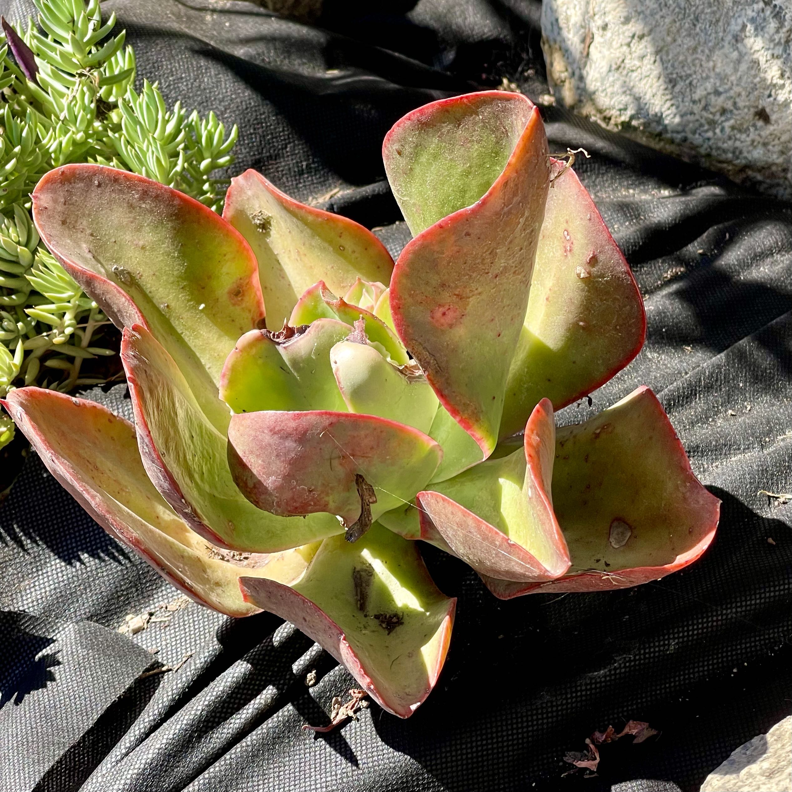 Photo of the plant species Echeveria 'Big Red' by @Southpaw named Clifford on Greg, the plant care app
