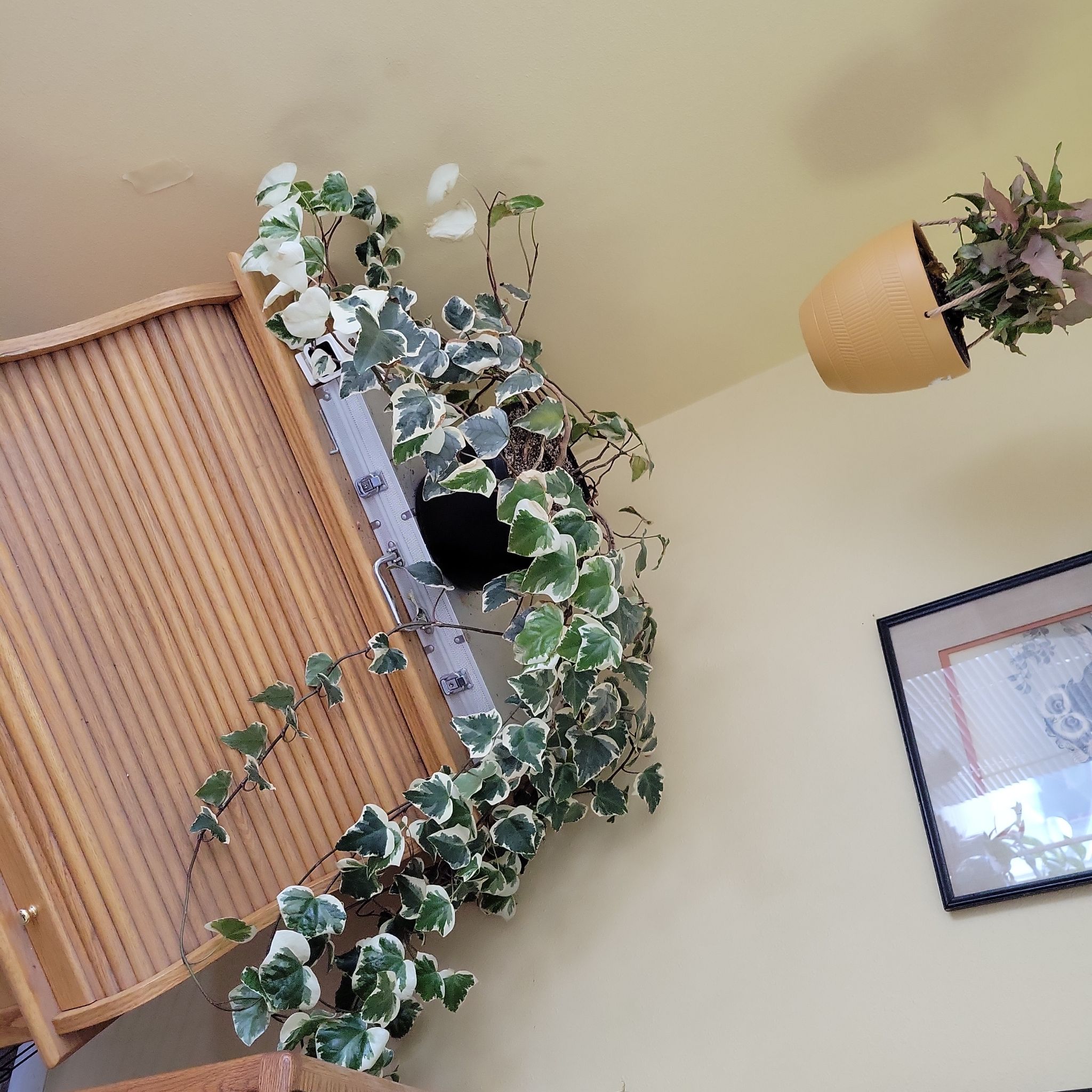 Algerian Ivy plant with variegated leaves growing in a pot on a wooden cabinet.