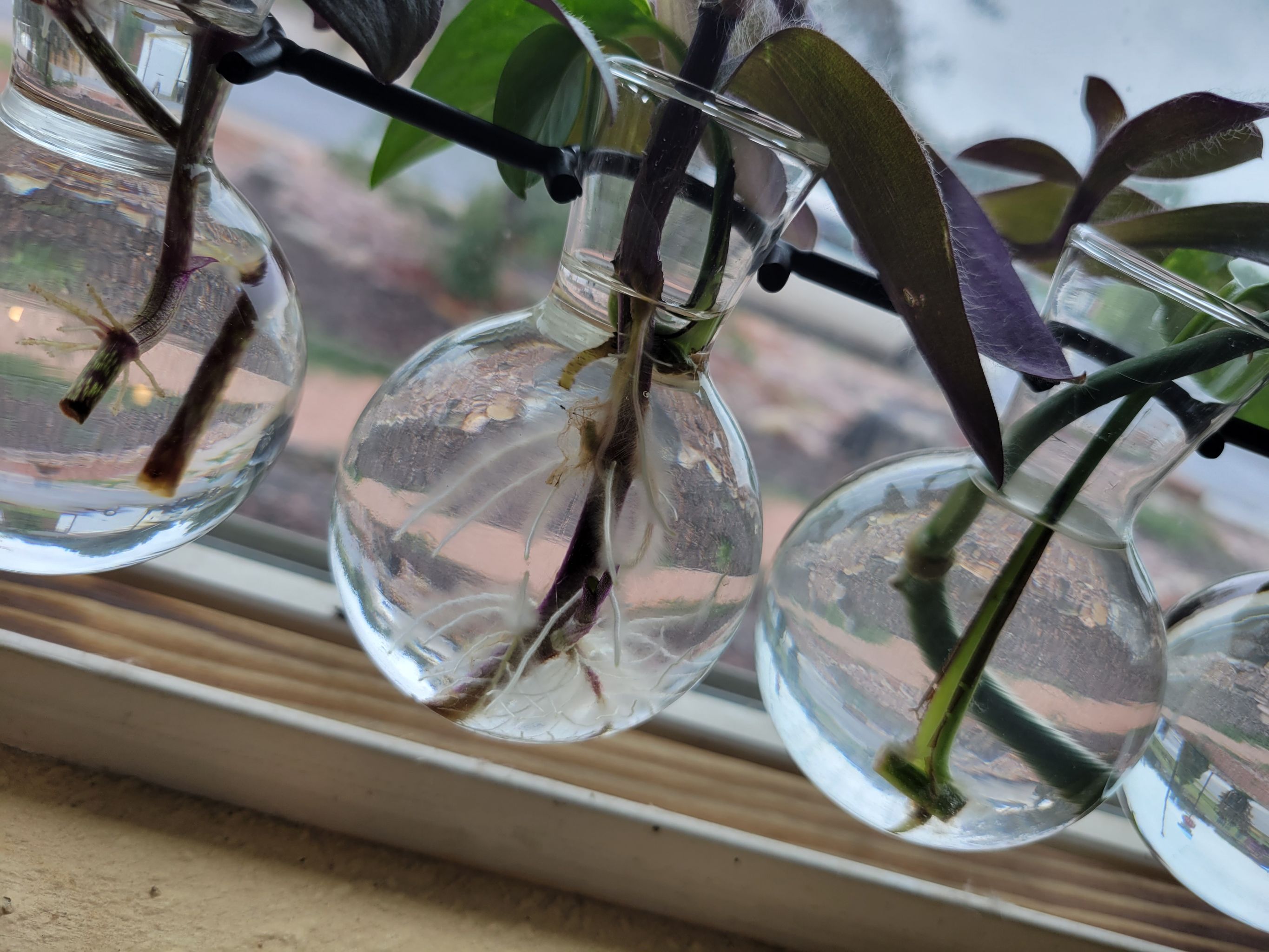 Purple Heart Care 101: Water, Light & Growing Tips