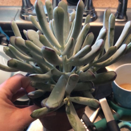 Photo of the plant species Cotyledon 'Happy Young Lady' by @FerventErophaca named Captain Plant-it on Greg, the plant care app