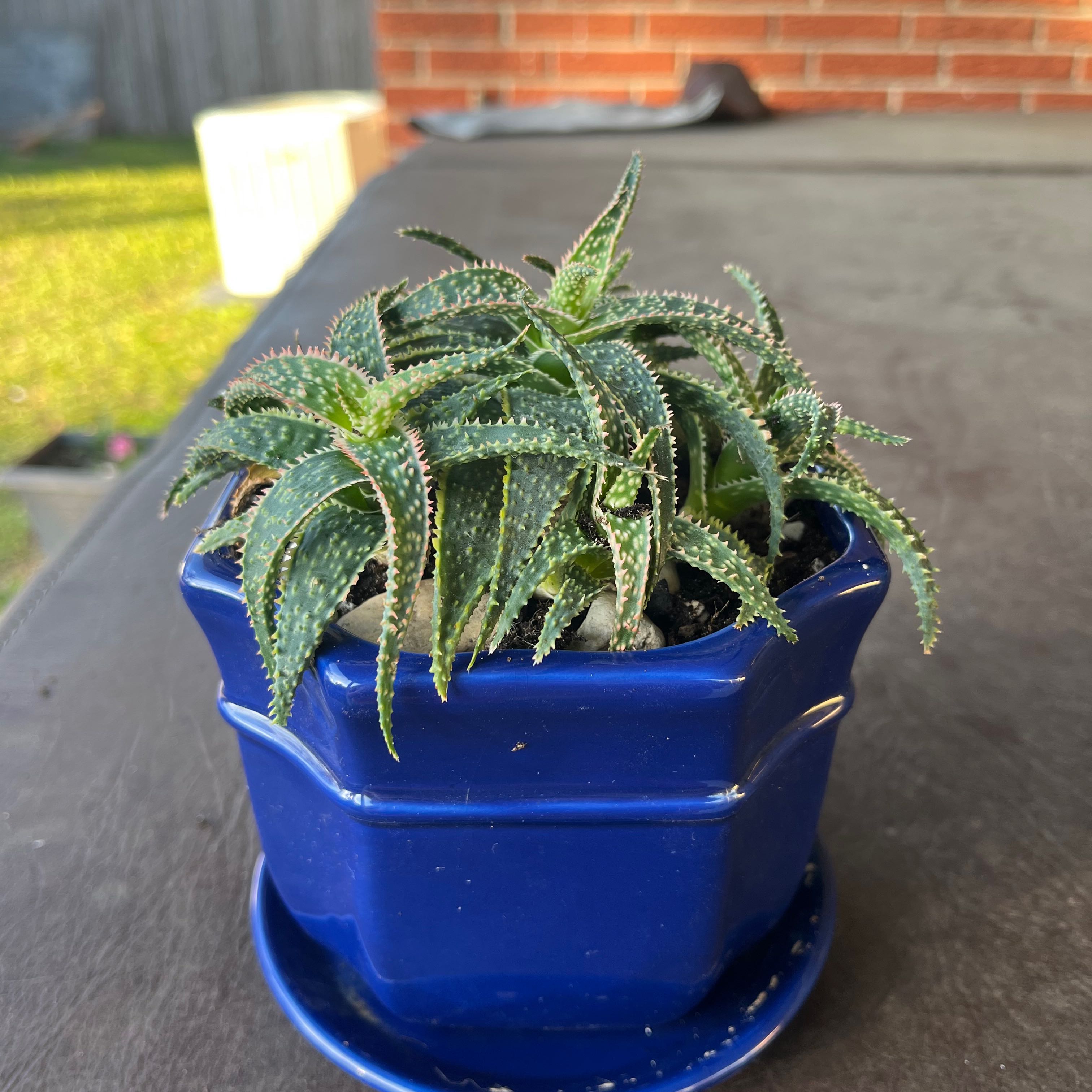 A healthy Aloe 'Christmas Carol' plant in a blue pot with green spiky leaves.