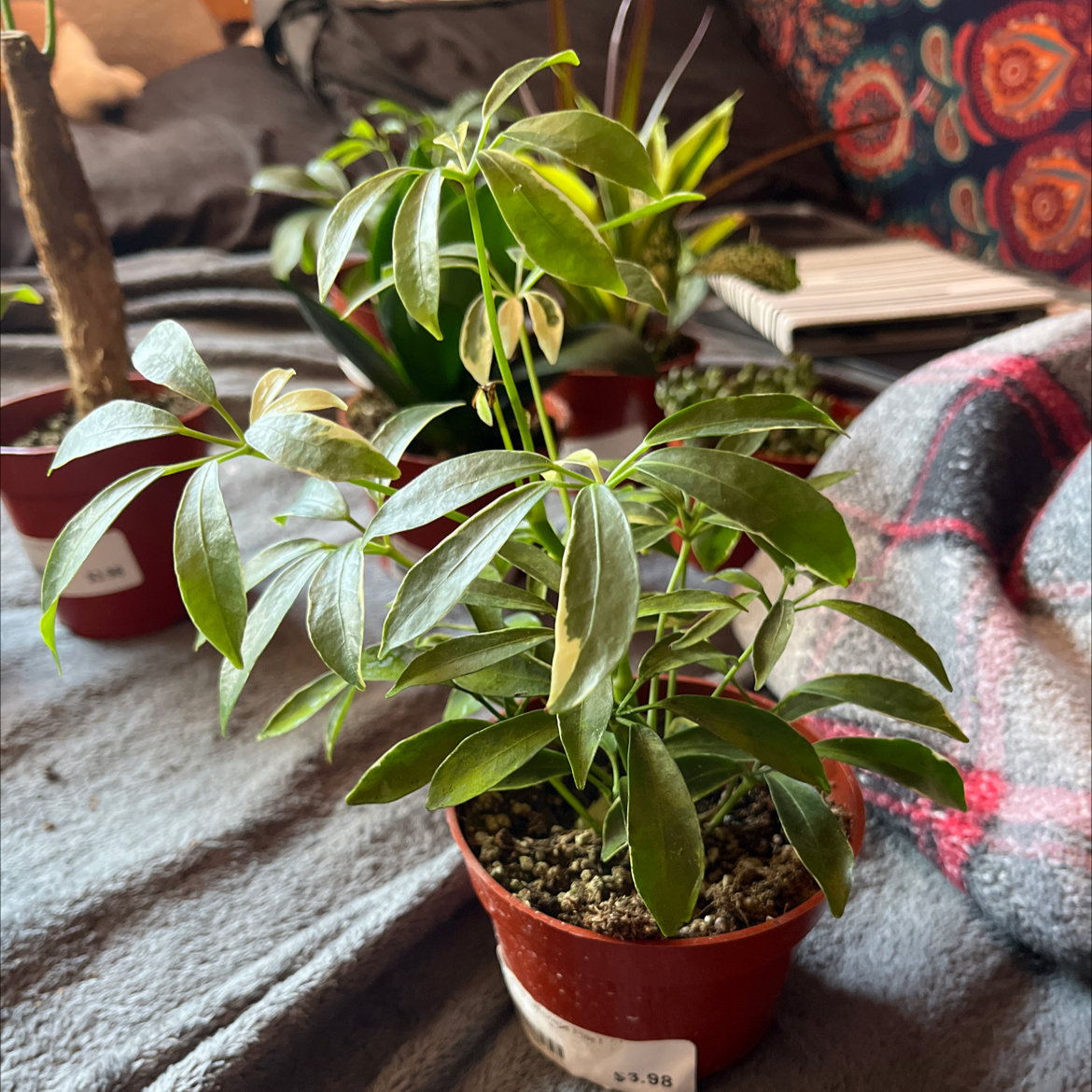 Photo of the plant species Moondrop Umbrella Plant by @ChampMexico named Keanu Leaves on Greg, the plant care app