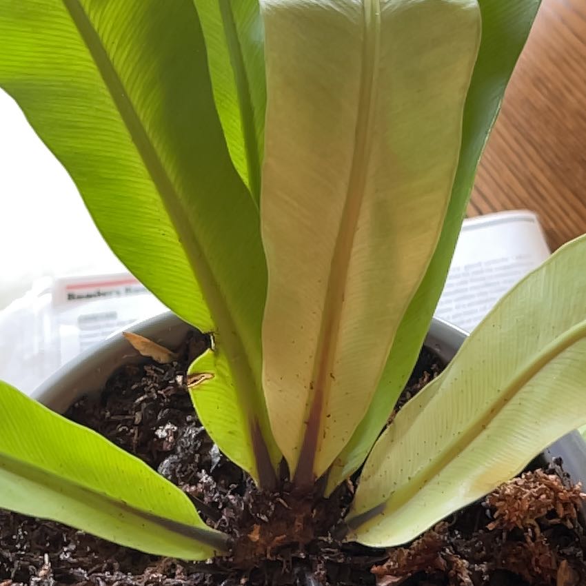 Bird's Nest Fern uploaded to the Greg plant app by @AvidHairbrush