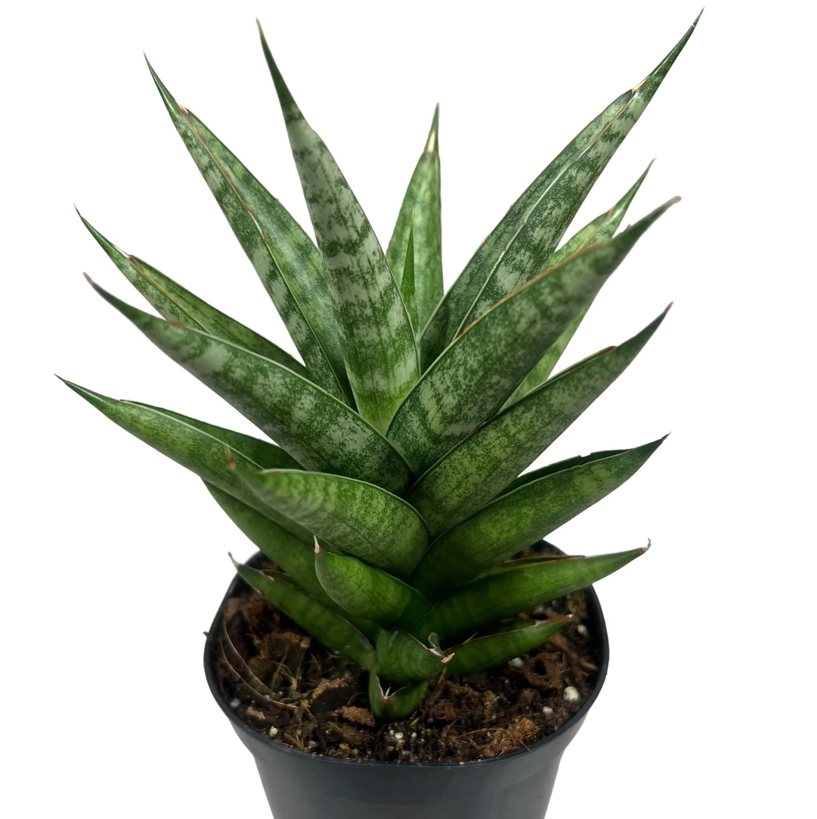 Sansevieria francisii plant in a small pot with healthy green leaves.