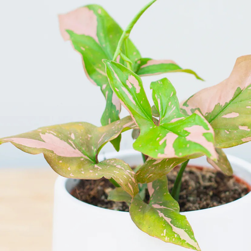 Photo of the plant species Syngonium Red Spot by @LucysOasis named Red spot on Greg, the plant care app