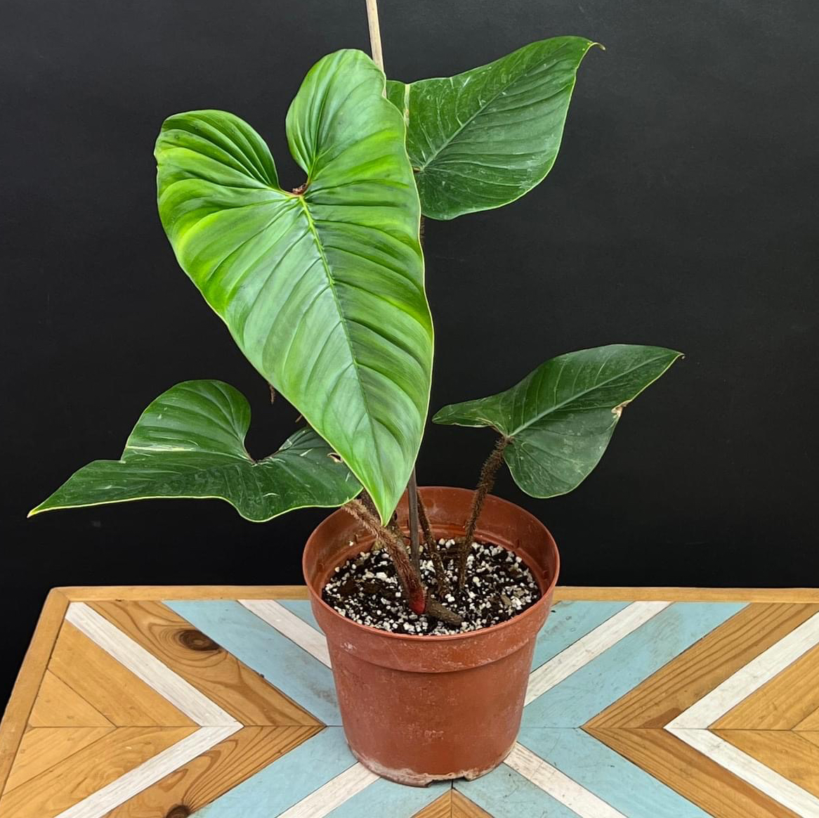 Photo of the plant species Philodendron squamicaule by @LucysOasis named Chlpacik - Spquamicaule Red on Greg, the plant care app