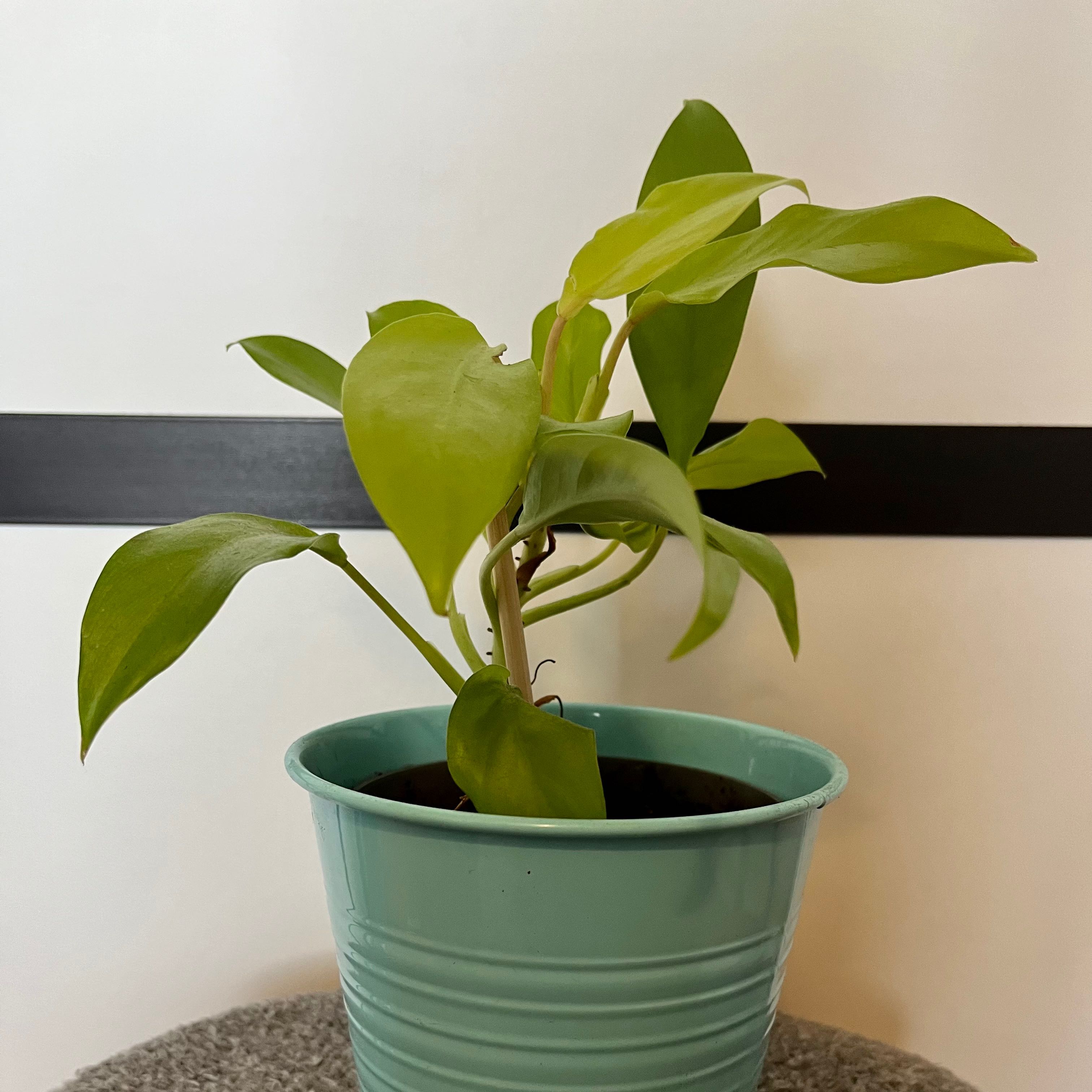 Philodendron 'Malay Gold' plant in a blue pot with vibrant green leaves.