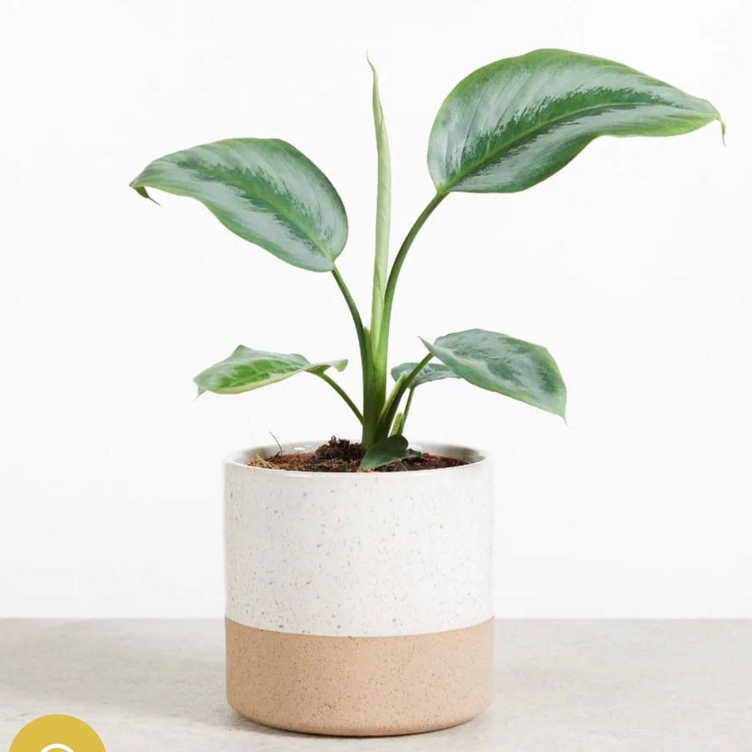 Photo of the plant species Silver Form by @LucysOasis named Silver Borneo on Greg, the plant care app