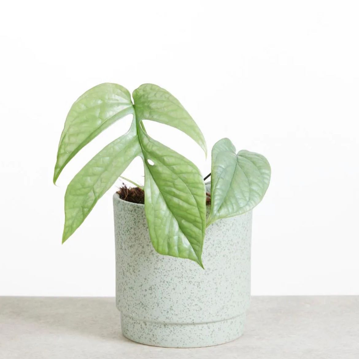 Potted Amydrium 'Spider Man' plant with green fenestrated leaves.