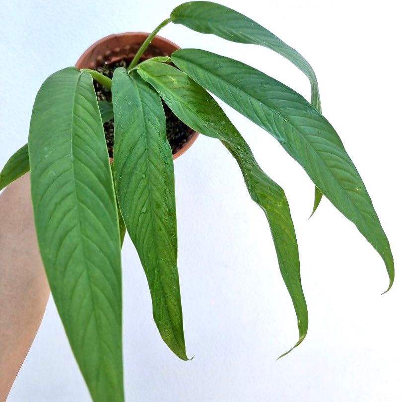 Photo of the plant species Rhaphidophora foraminifera by @LucysOasis named Angustata on Greg, the plant care app