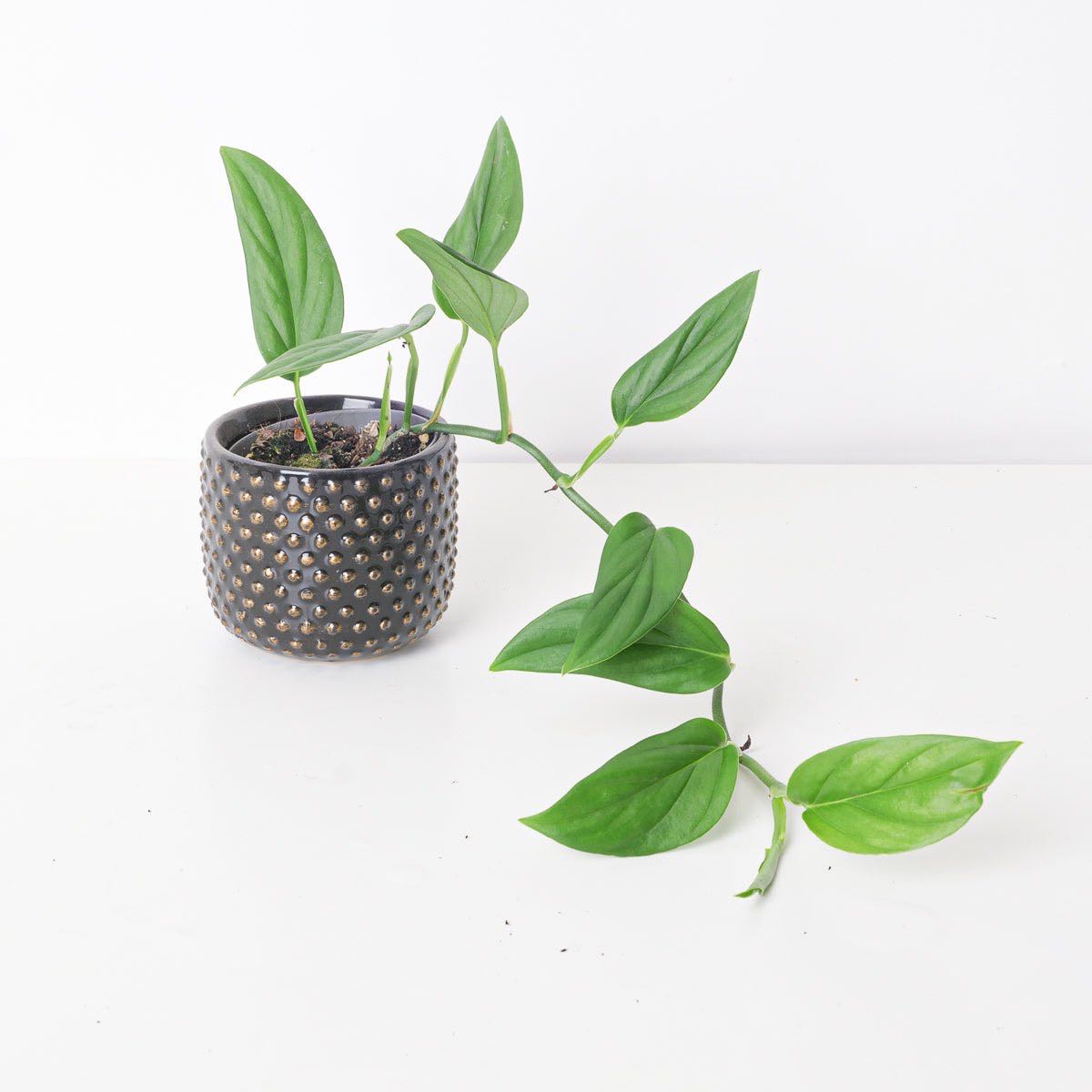Photo of the plant species Monstera Dissecta by @LucysOasis named Dissecta on Greg, the plant care app