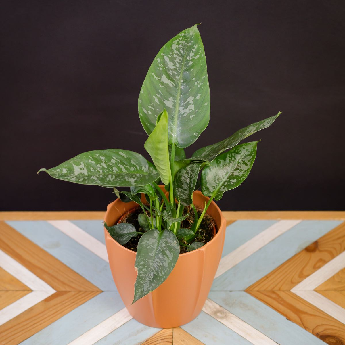 Potted Schismatoglottis wallichii plant with variegated leaves, well-centered and healthy.