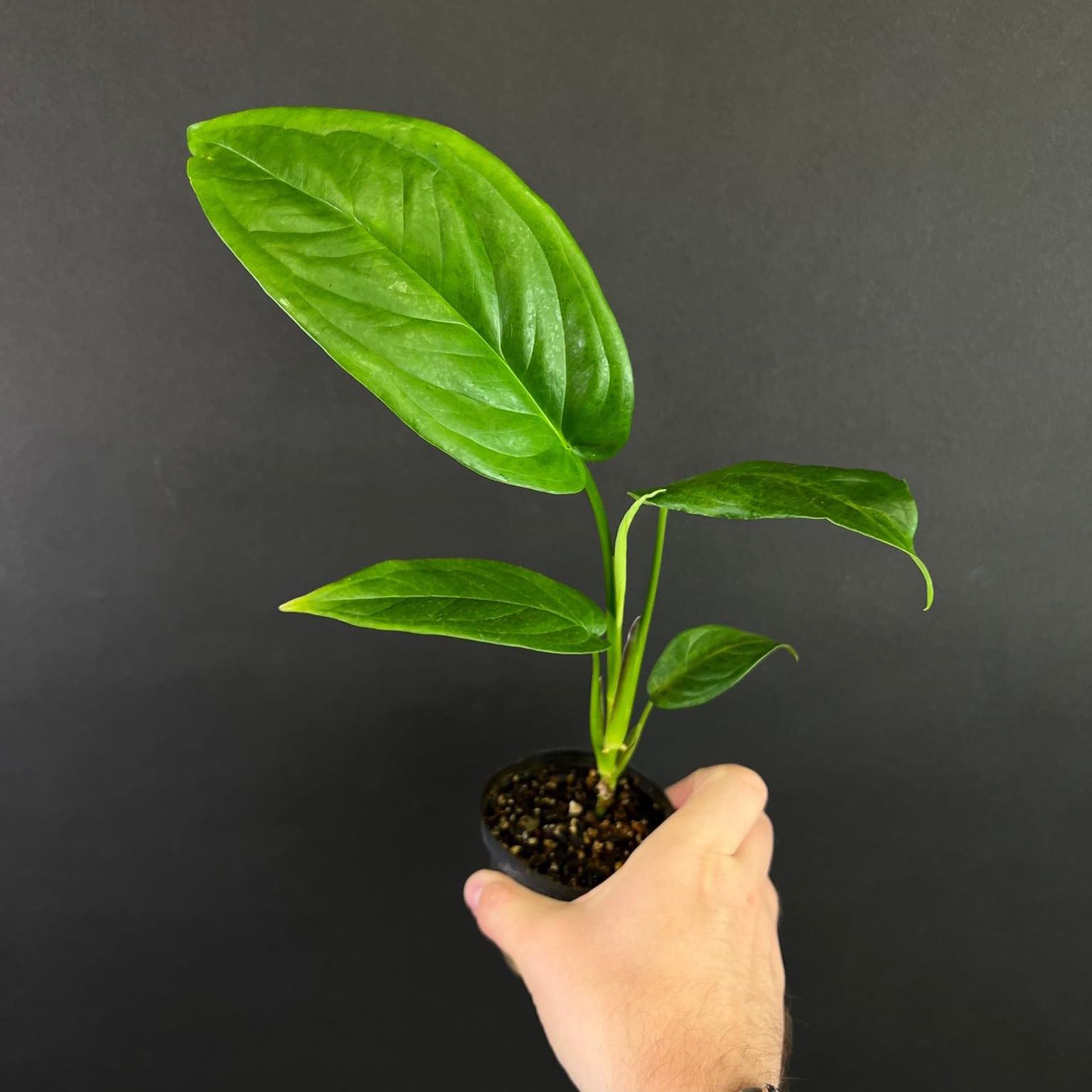 Photo of the plant species Pink Schott Syngonium by @LucysOasis named Schottianum on Greg, the plant care app