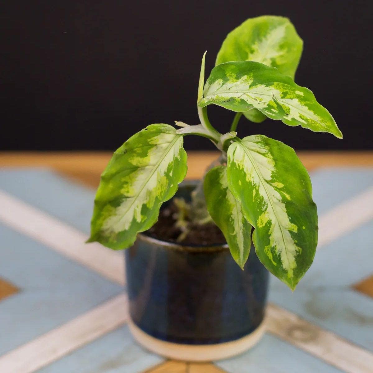 What Does It Mean When Aglaonema 'Tricolor' Blooms? What Does It Mean When Aglaonema 'Tricolor' Blooms?