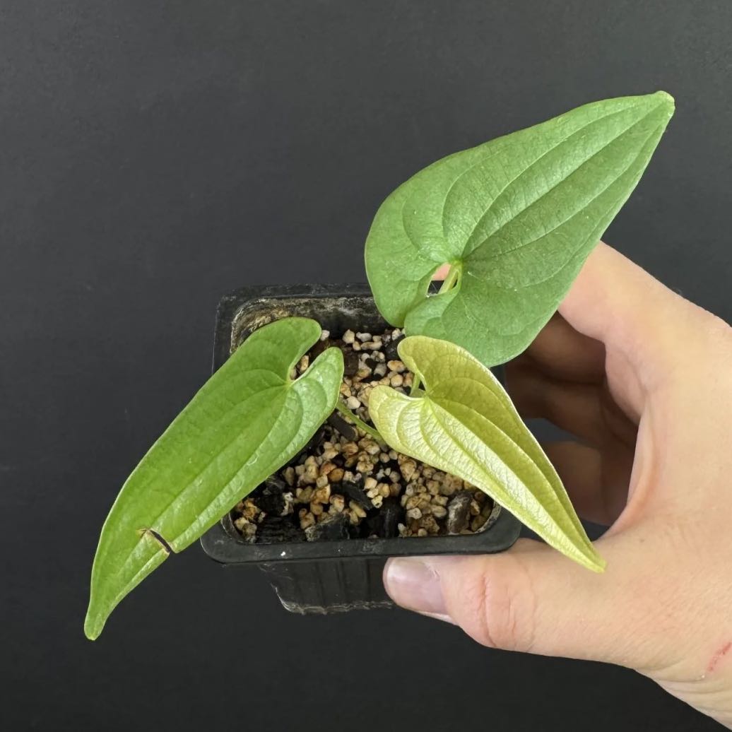 Hottentot Bread plant in a small black pot with three green leaves, held by a hand.