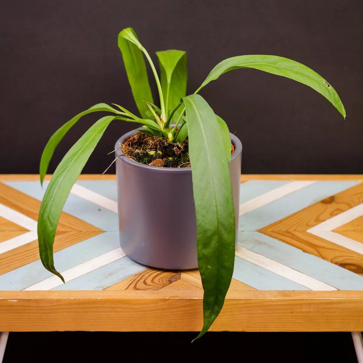 Potted Anthurium vittariifolium plant with long, narrow leaves on a patterned table.