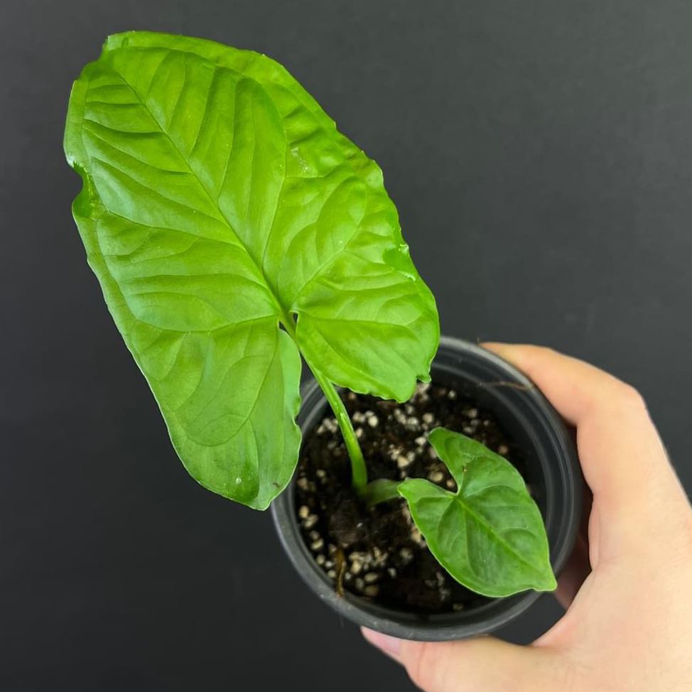 Photo of the plant species Syngonium steyermarkii by @LucysOasis named Steyermarkii on Greg, the plant care app
