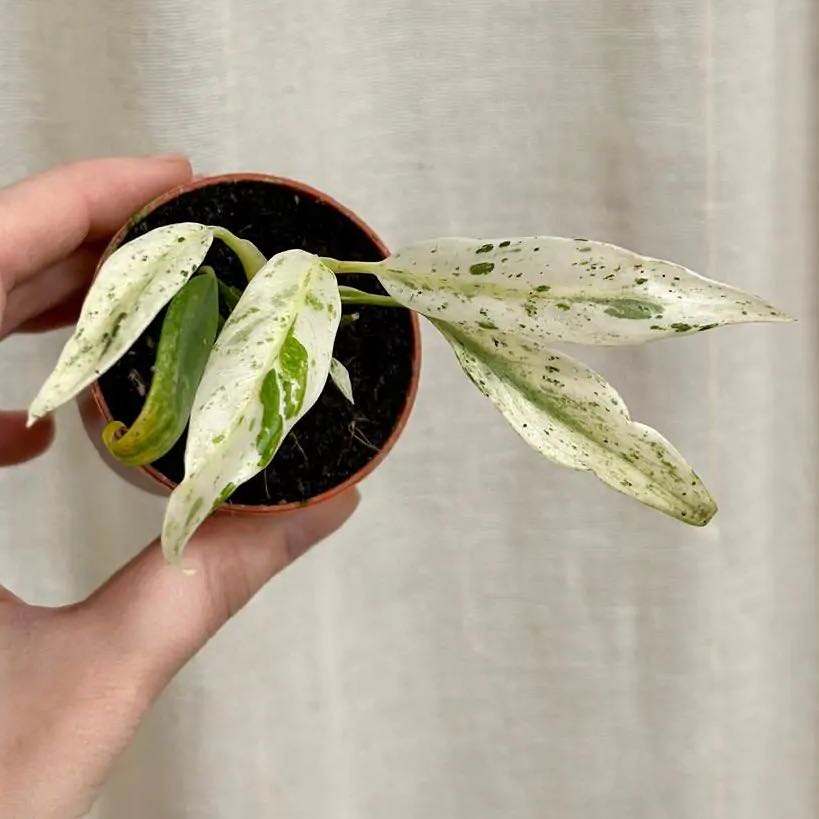 Photo of the plant species Rhaphodorphia puberela by @LucysOasis named Rhaphidophora puberula variegata on Greg, the plant care app