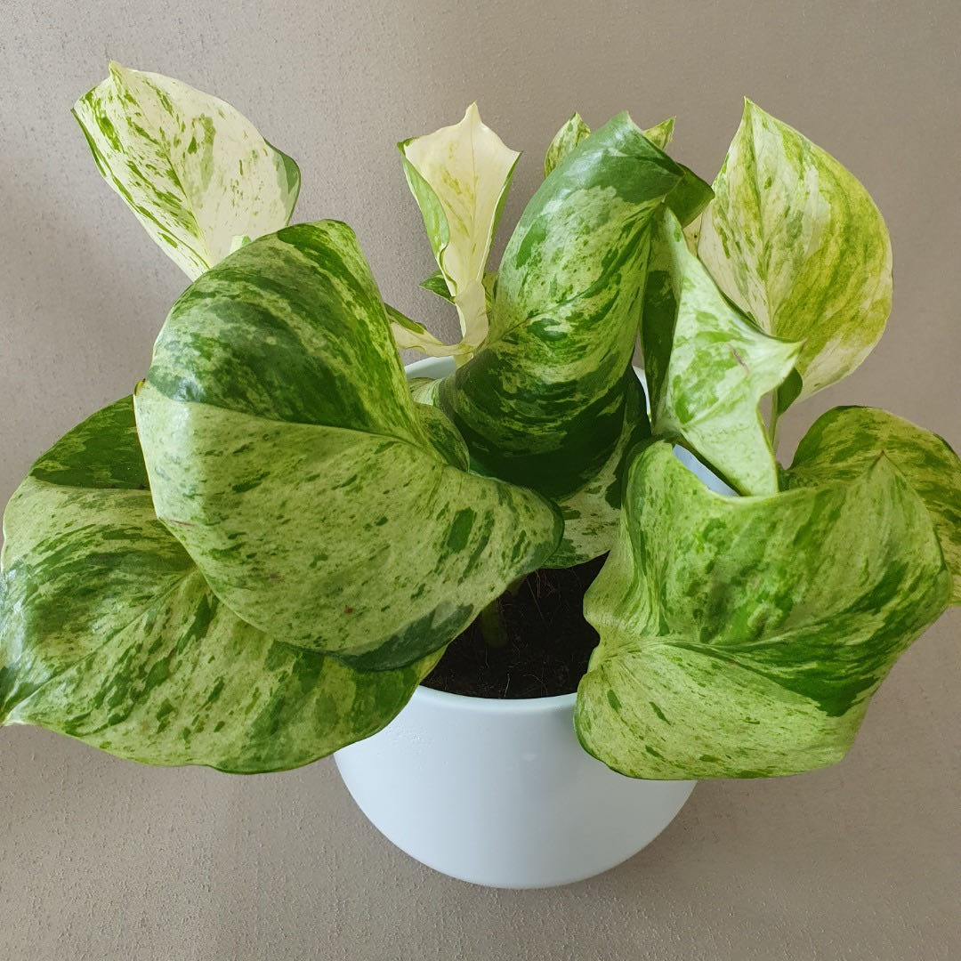 Photo of the plant species Epipremnum 'Happy Leaf' by @LucysOasis named Happy leaf on Greg, the plant care app