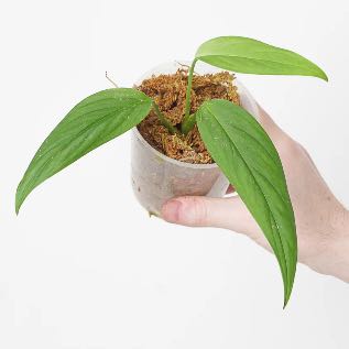 Photo of the plant species Monstera barrieri by @LucysOasis named Barrieri on Greg, the plant care app
