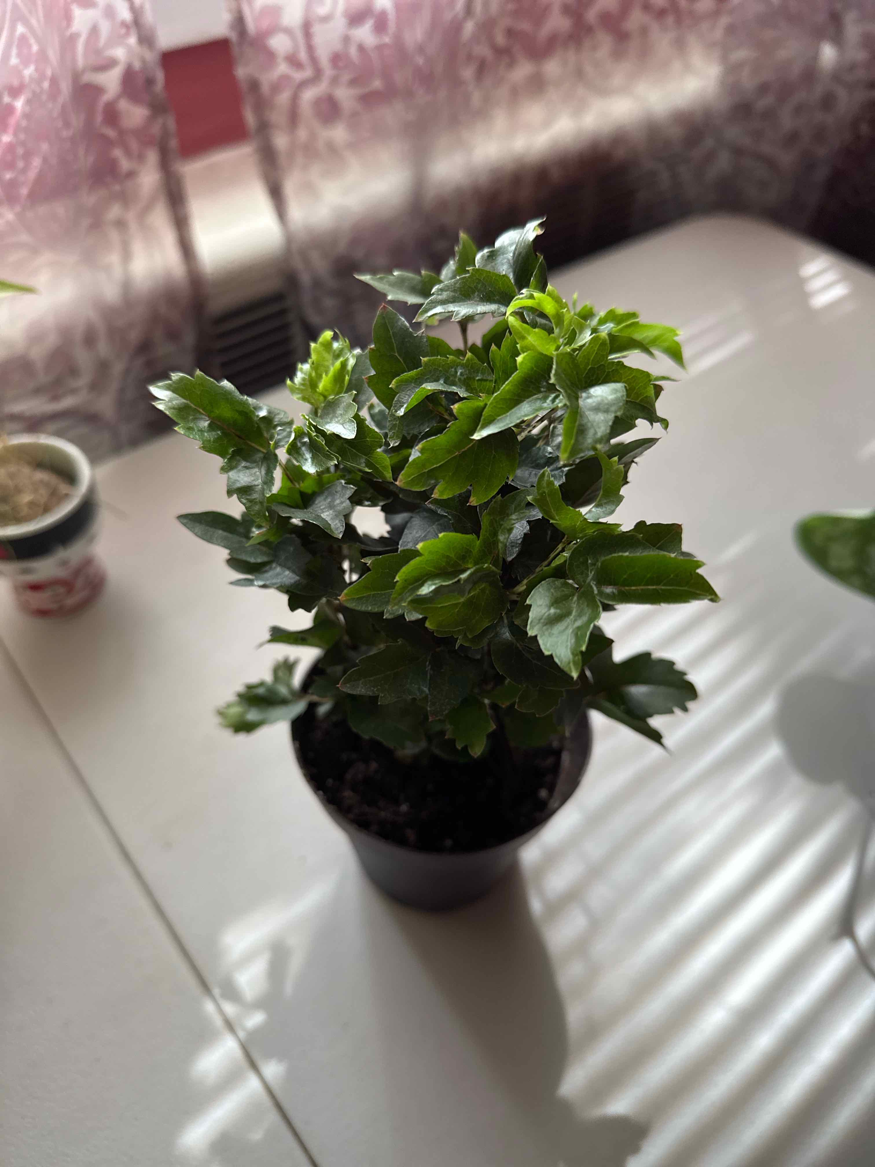 Photo of the plant species Olympia by @FunBaylaurel named Mollie on Greg, the plant care app
