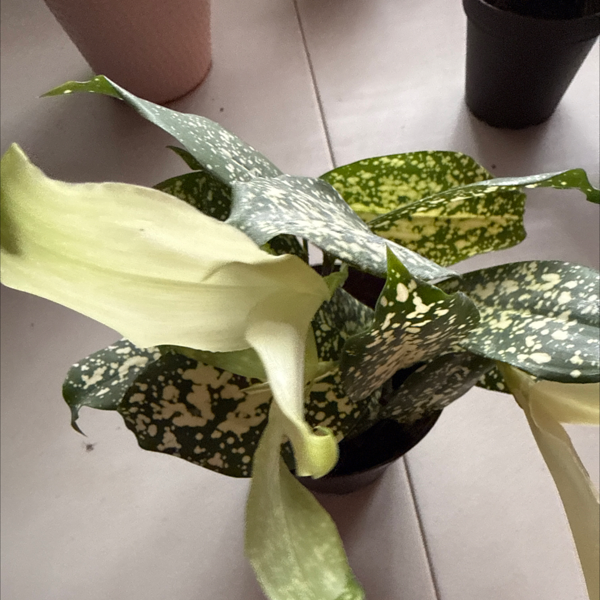 Photo of the plant species Dracaena 'Florida Beauty' by @FunBaylaurel named Sproutacus on Greg, the plant care app