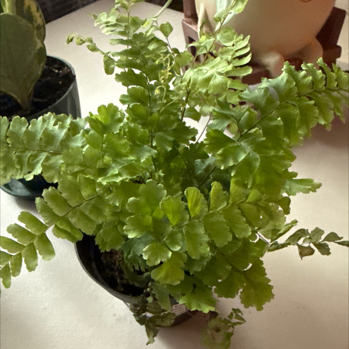 Photo of the plant species Rosy Maidenhair Fern by @FunBaylaurel named Ulysses S Plant on Greg, the plant care app