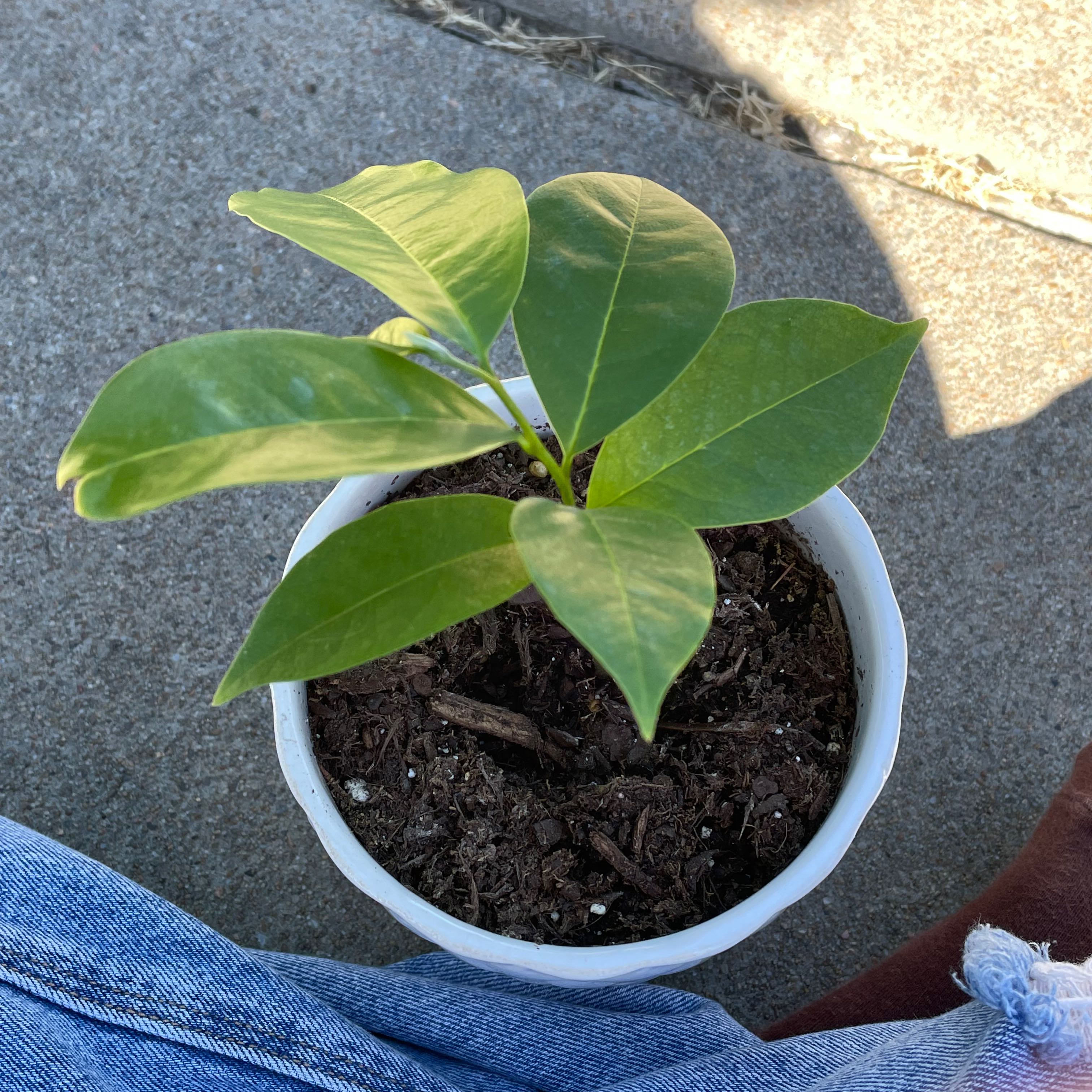 Young Soursop plant in a white pot with healthy green leaves.