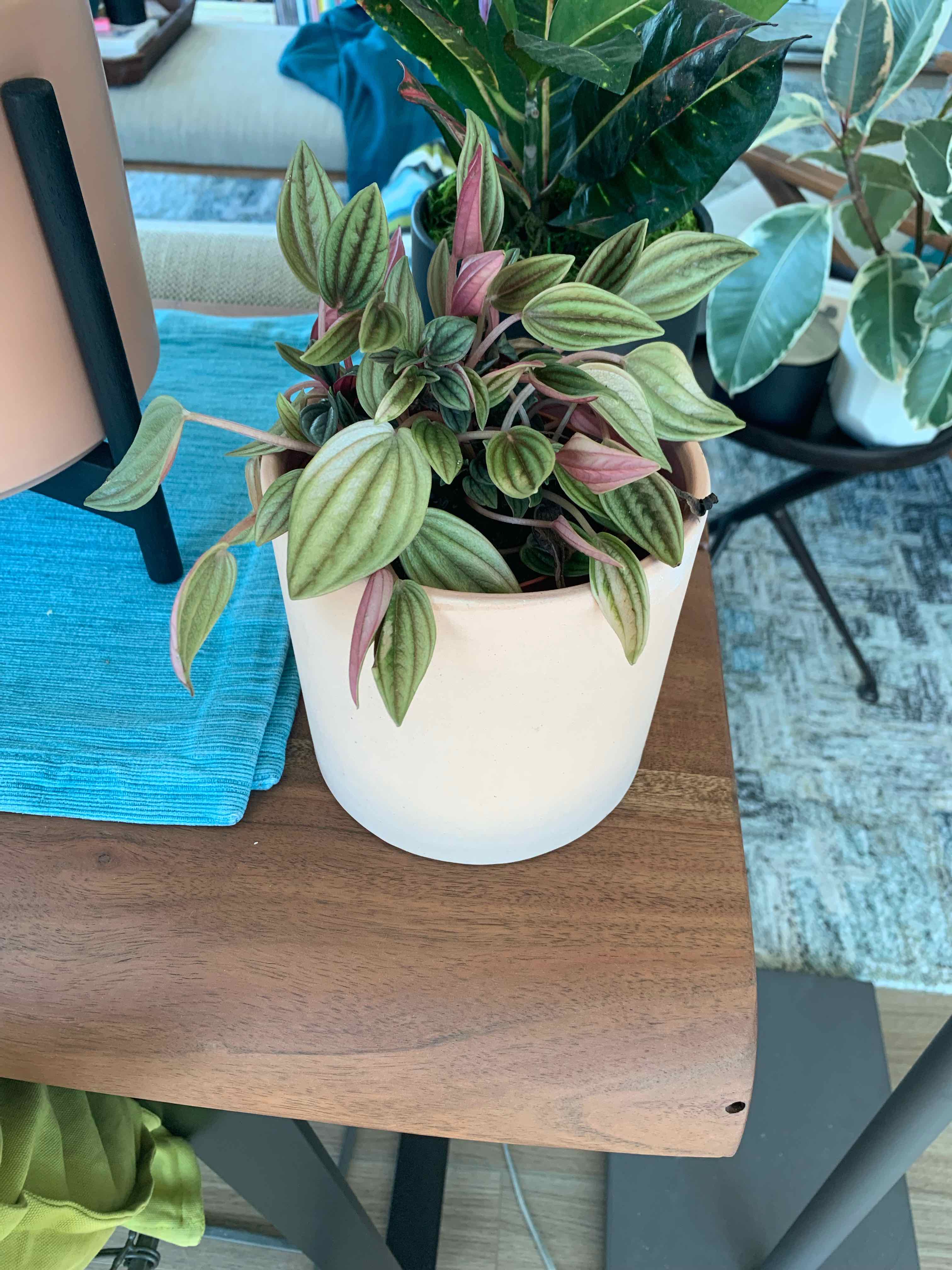 Potted Emerald Ripple Peperomia plant with variegated leaves on a wooden surface.
