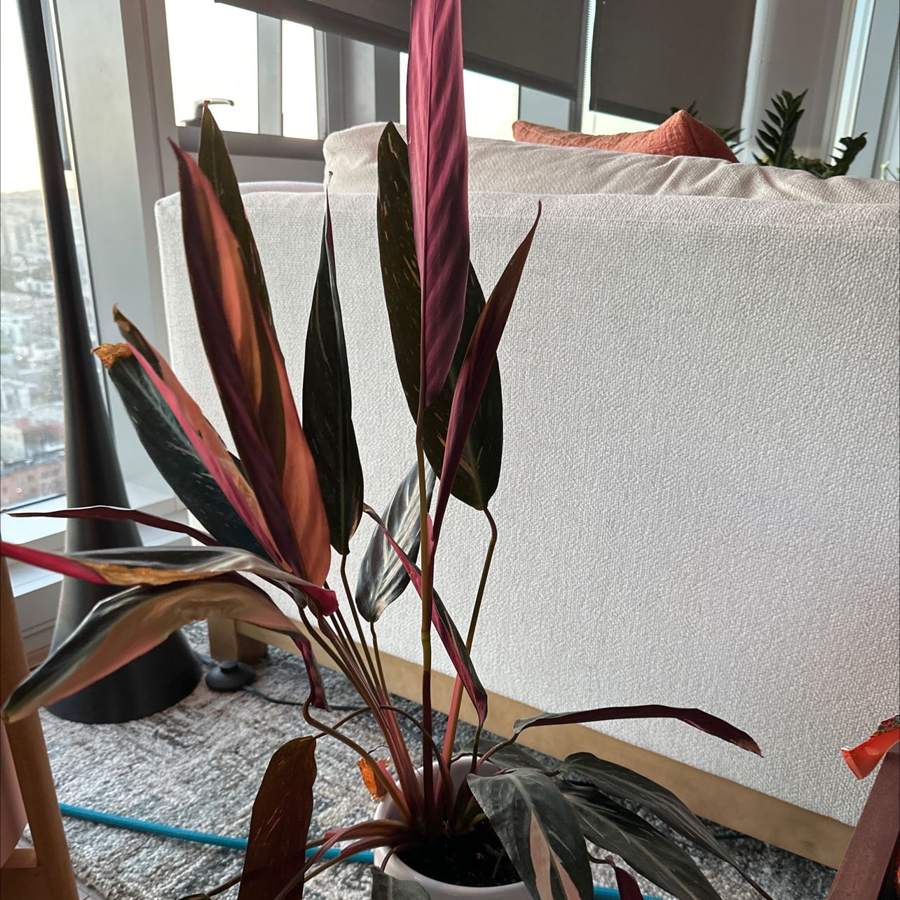 Triostar Stromanthe plant with variegated leaves in an indoor setting near a window.