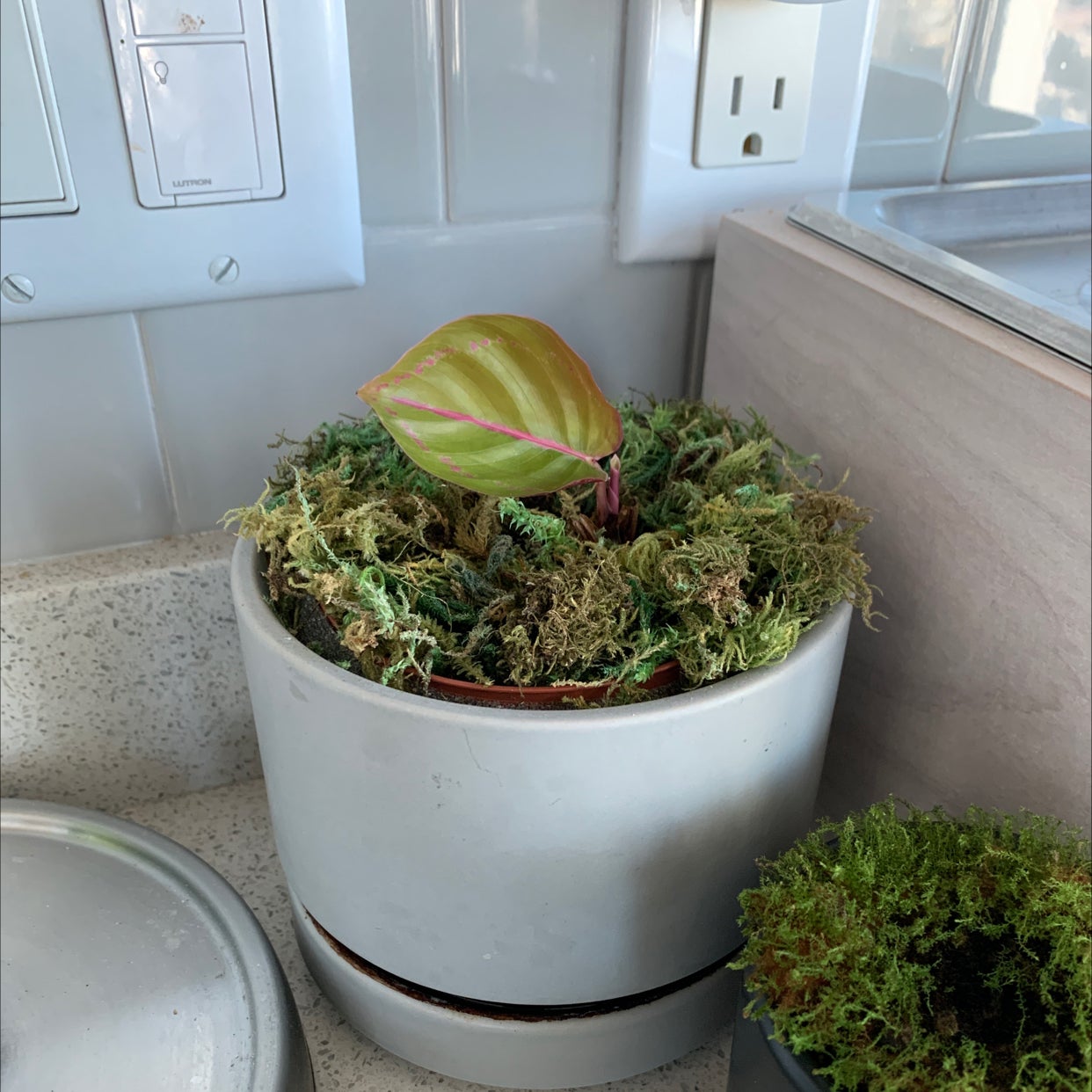 Best Soil Potting Mix for Rose Calathea