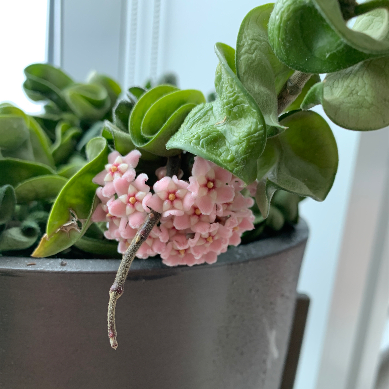 Photo of the plant species Hoya carnosa 'Compacta' by @kraigparkinson named Oxenberg on Greg, the plant care app