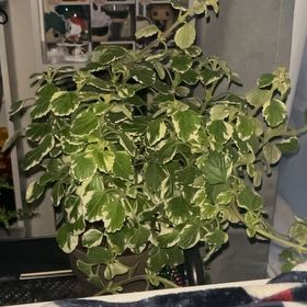 Photo of the plant species Swedish Ivy White Surf by @HoorayAmurmaple named N/A on Greg, the plant care app