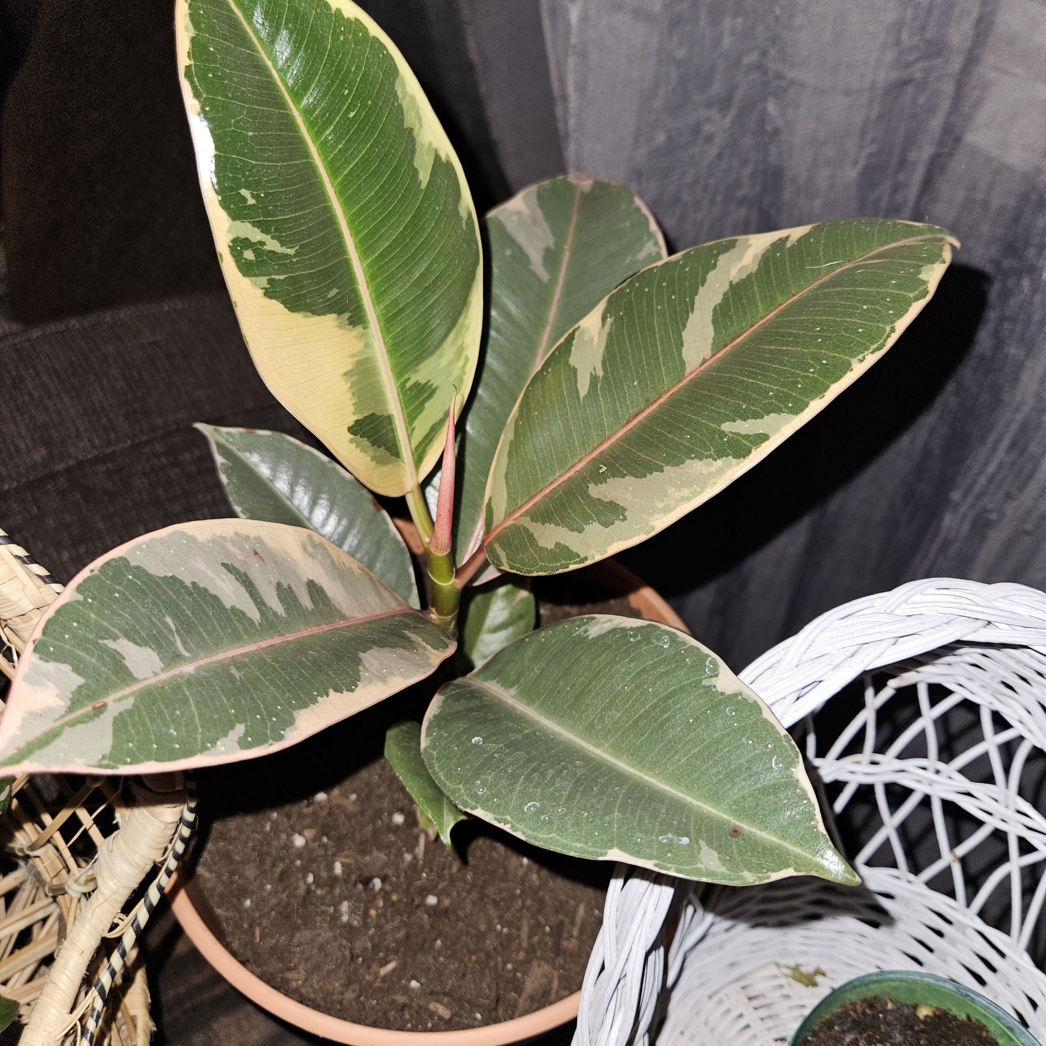 Photo of the plant species Rubber Plant by @BrawnyGutweed named Delilah on Greg, the plant care app
