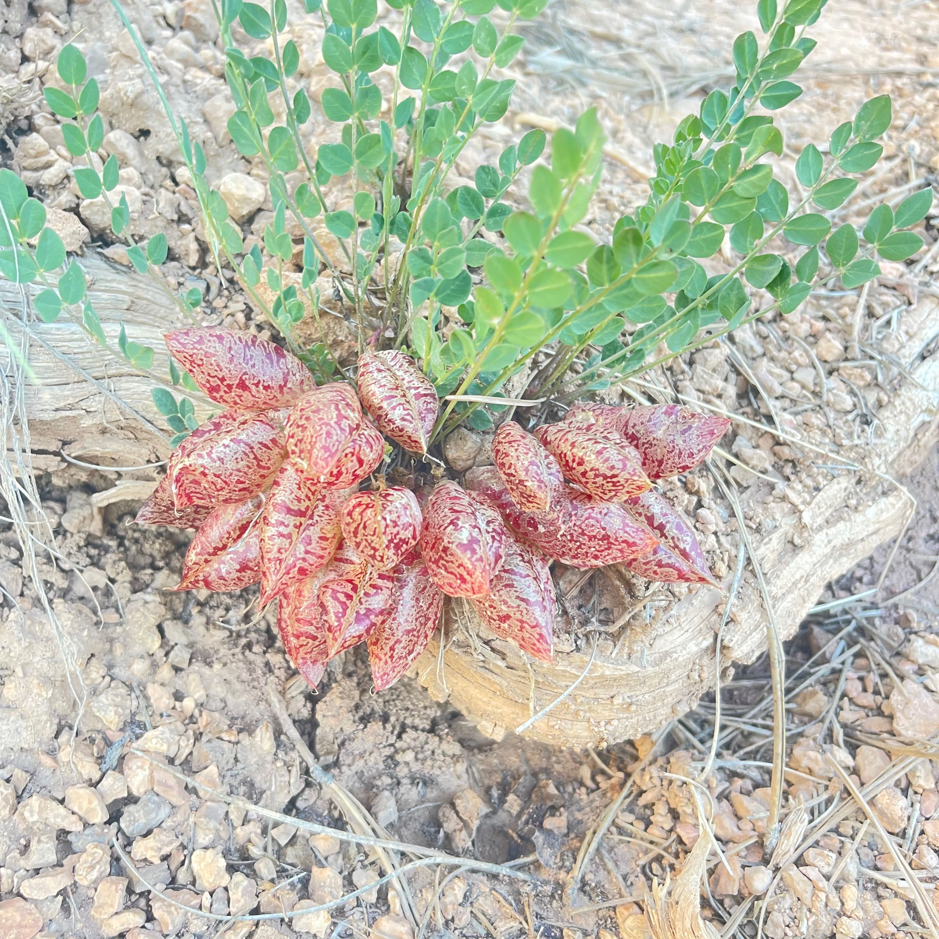 Photo of the plant species Balloon Milk-Vetch by @DeftSacahuista named Elina on Greg, the plant care app