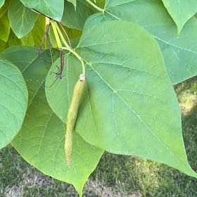 Photo of the plant species Catalpa by @BonusNikaupalm named Winston on Greg, the plant care app