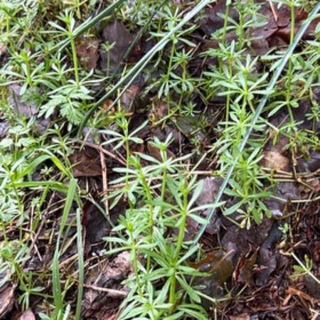 Photo of the plant species Goosegrass by @ZenaStarz named Demi on Greg, the plant care app