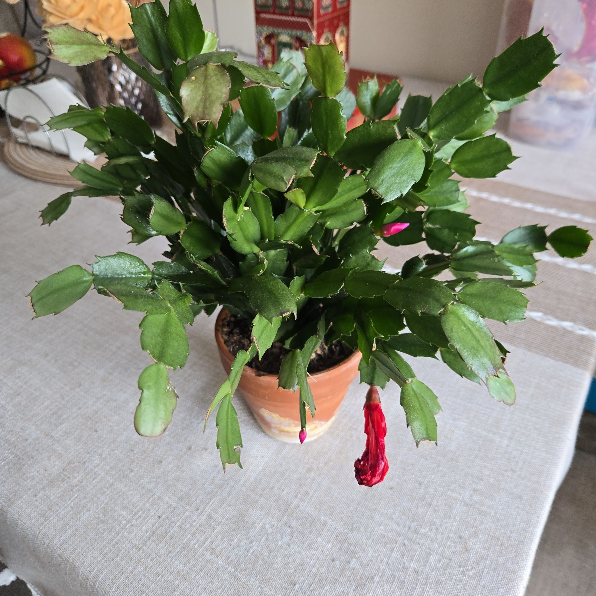 Rosa