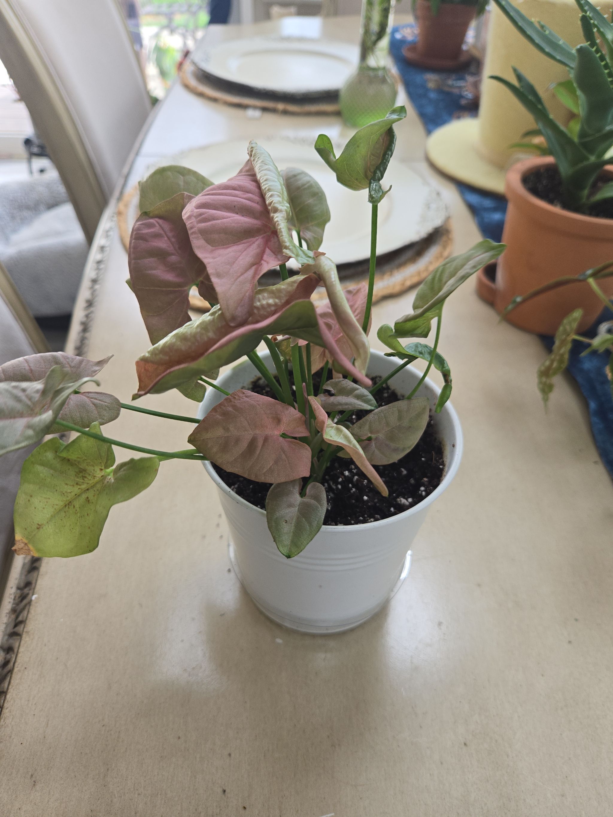 Photo from the post