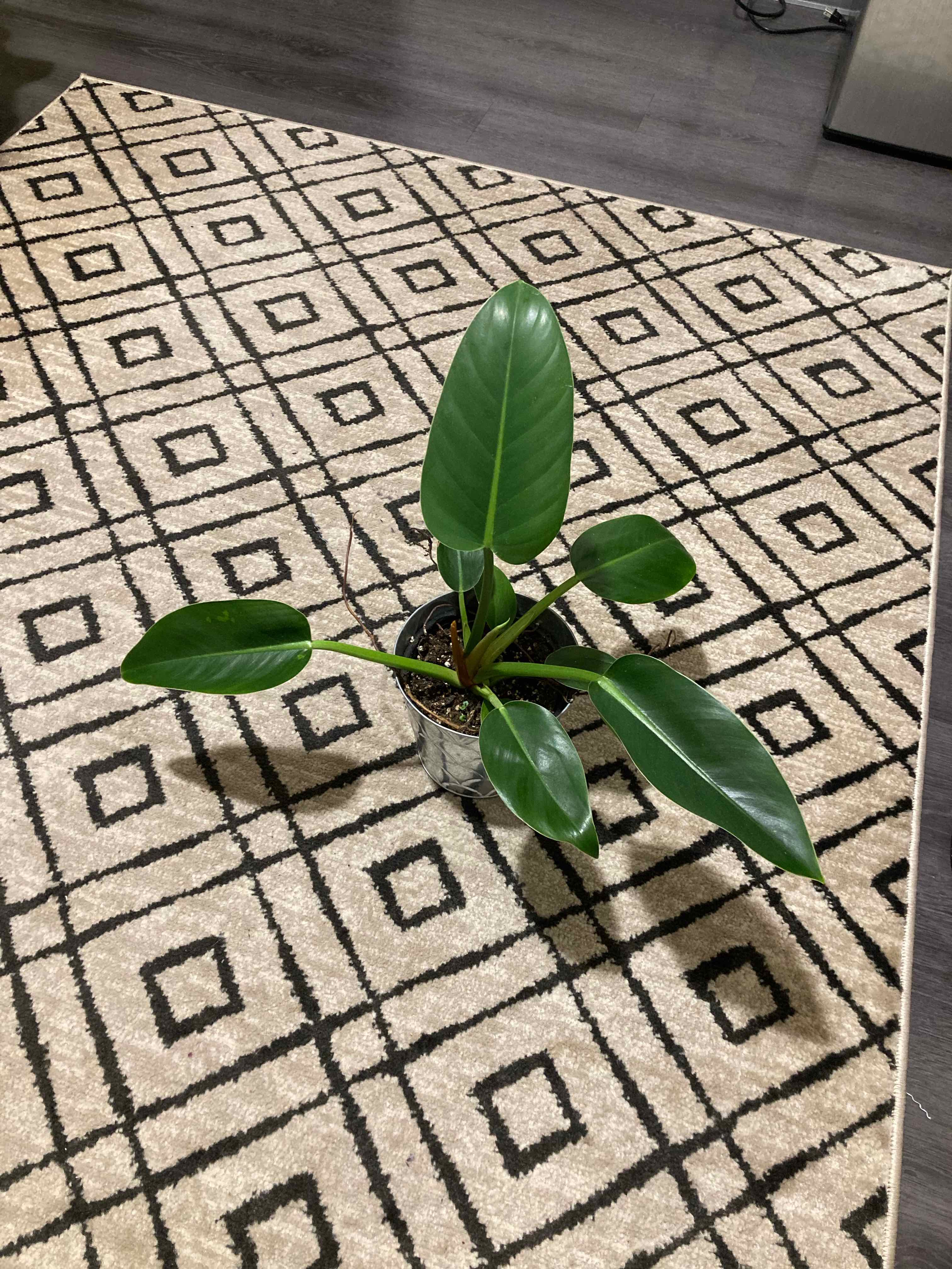 A healthy juvenile Blushing Philodendron plant with vibrant green leaves, potted in a small container on a patterned rug indoors.