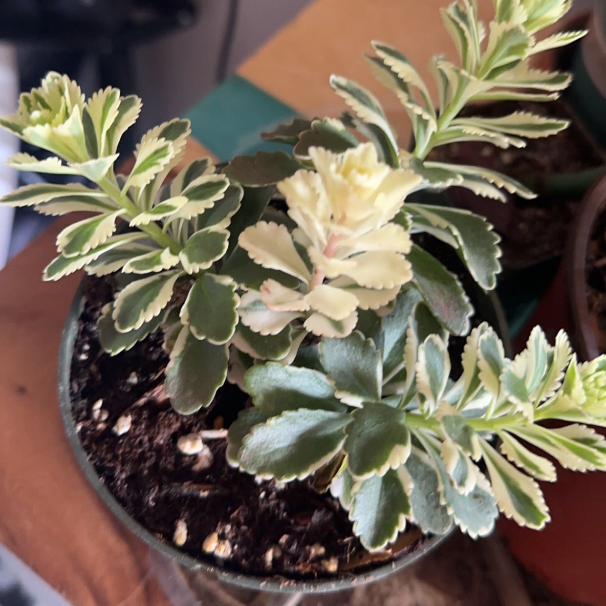 Photo of the plant species Variegated Atlantis Sedum by @SincerelyRedsky named Margo on Greg, the plant care app