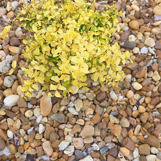 Photo of the plant species Cancer Weed by @GemRivetwheat named Terra on Greg, the plant care app