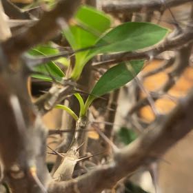 Photo of the plant species Fouquieria fasciculata by @PrettyCorkoak named Kendall on Greg, the plant care app