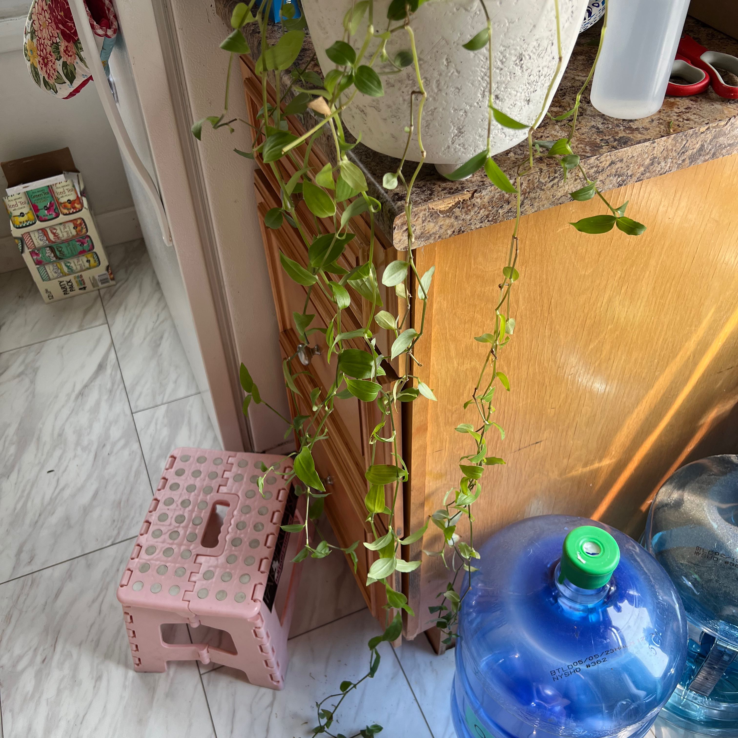 Photo of the plant species Bridal-Creeper by @LordGuepinia named Vena Vera on Greg, the plant care app