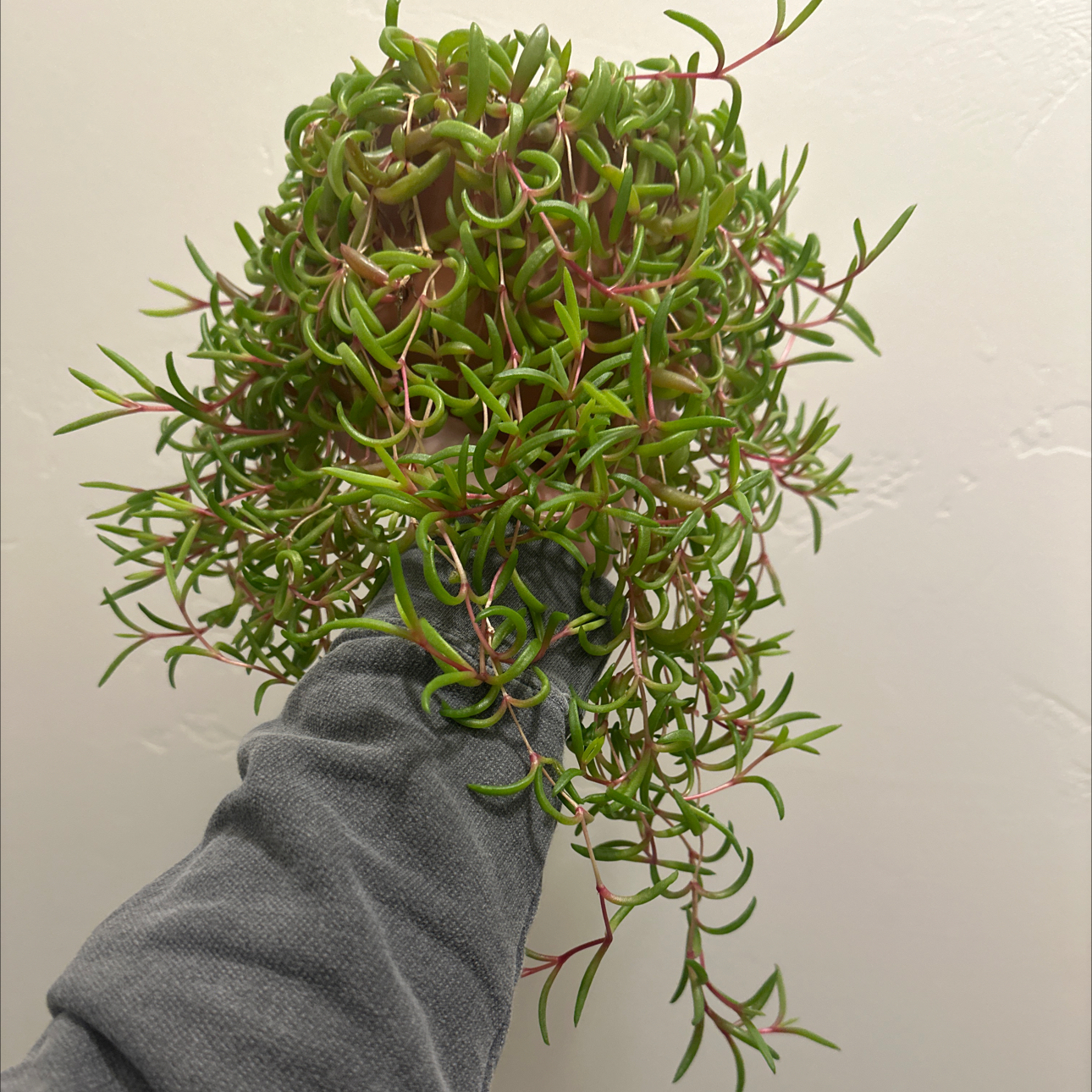 Photo of the plant species Granita Raspberry Hardy Ice Plant by @EpitomeMint named da Vinci on Greg, the plant care app