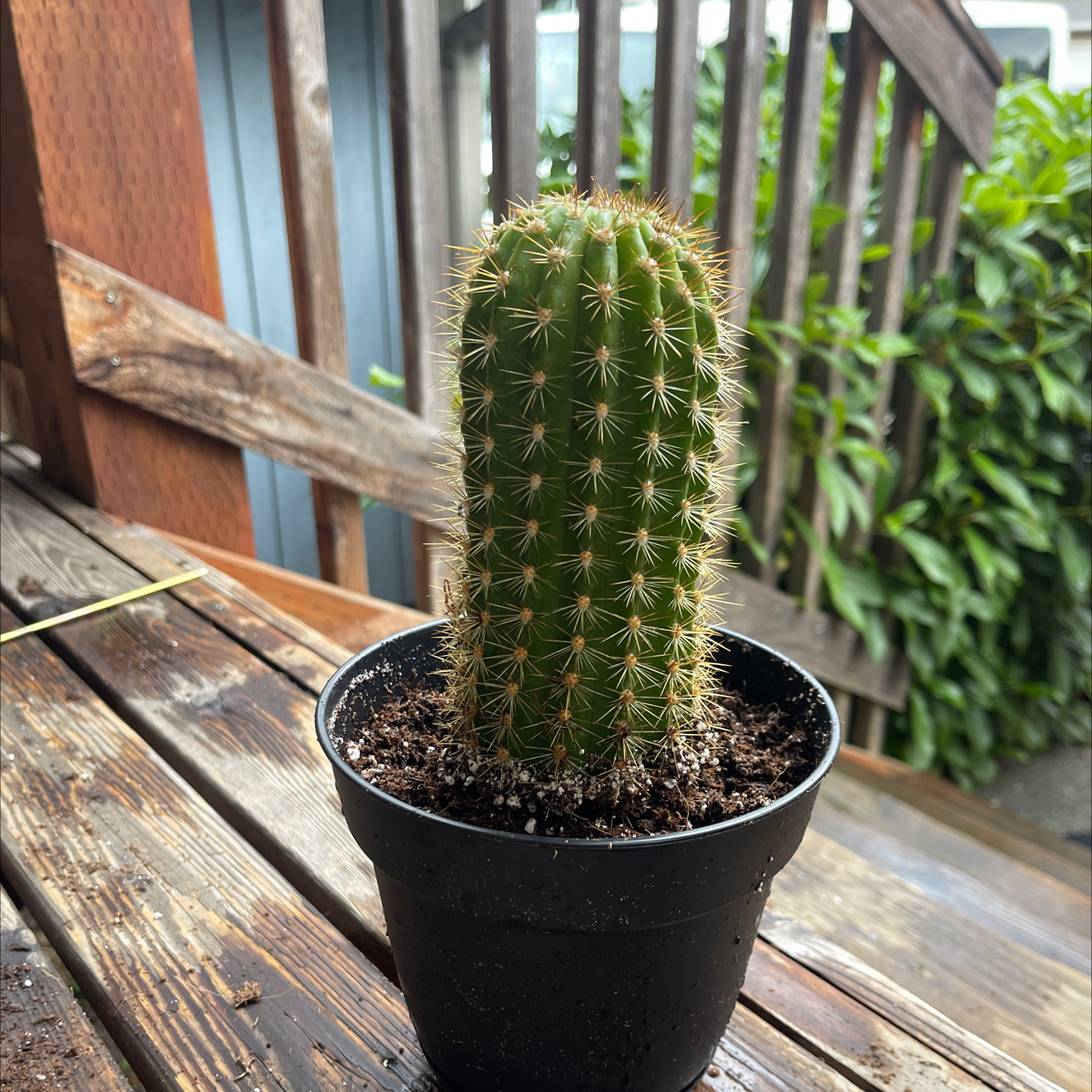 Torch Cactus in a black pot on a wooden surface with a wooden railing and greenery in the background.